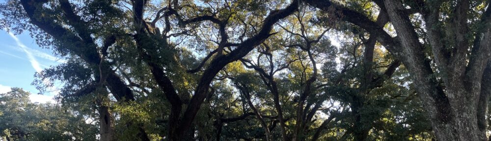 Rows of Live Oaks in Prairieville