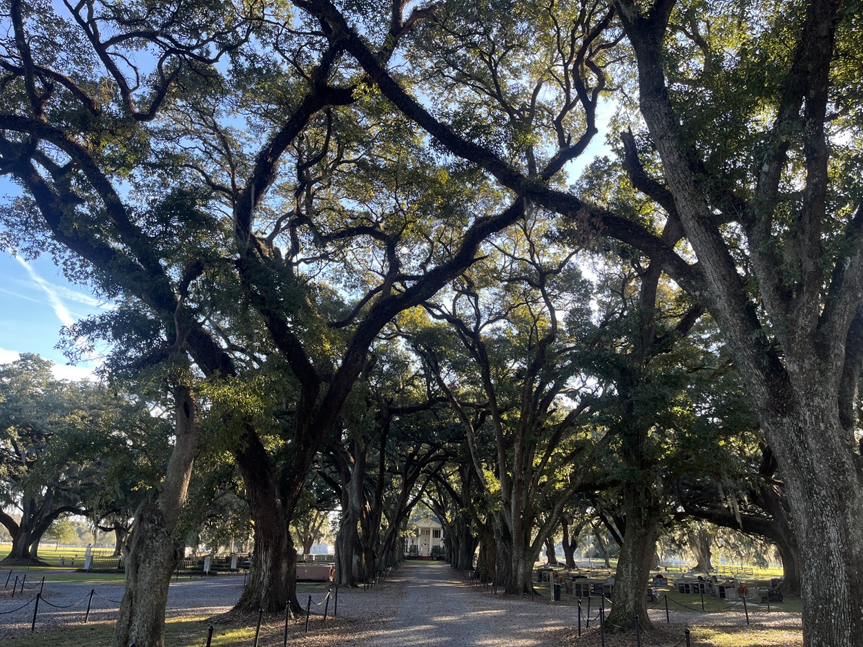 Rows of Live Oaks in Prairieville Rows of Live Oaks in Prairieville