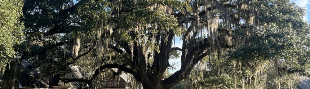 Prairieville Tree Service